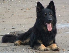 Ebony Lord of Oulton