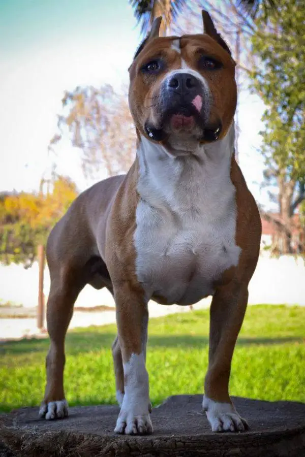CH. Iron Head Cardenas
