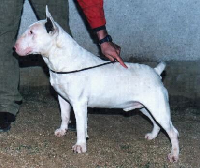 Centuria Spanish Fly