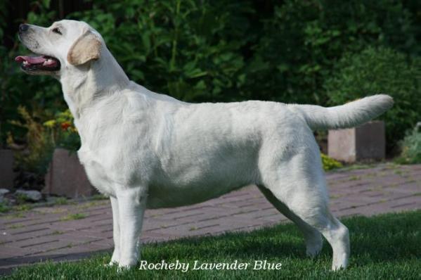 Rocheby Lavender Blue