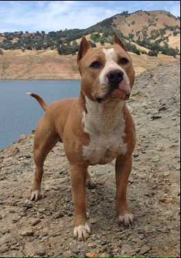 CH Wild West'S Smokin Gun