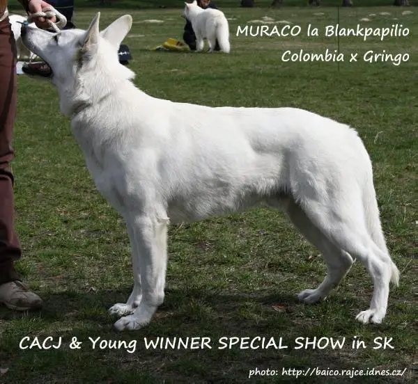 SK JCH Muraco la Blankpapilio