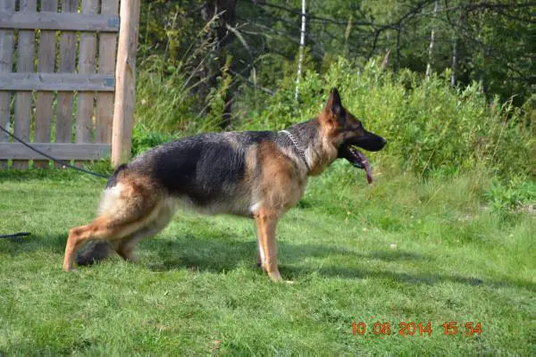 Platinumshepherd Selena