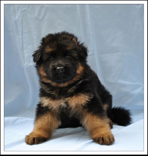 Mexx vom Wolpertinger Wald