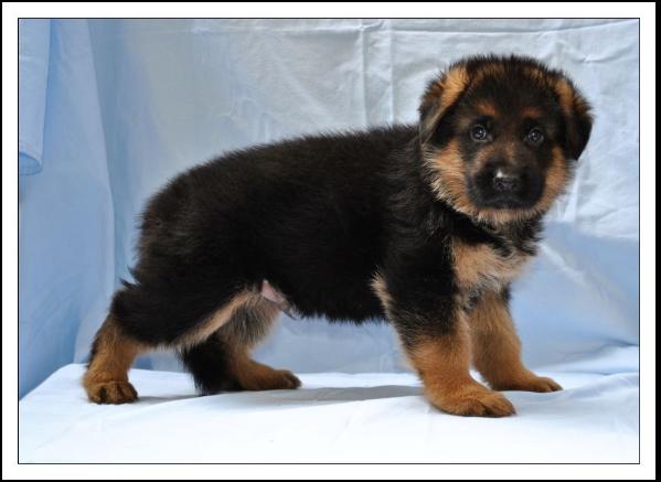 M'Titan vom Wolpertinger Wald