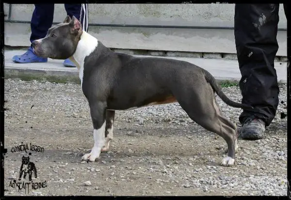 Contra Legem Atlantis Queen