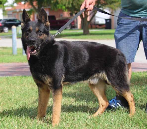 Ripper Caini De Politie Dejau Shiva