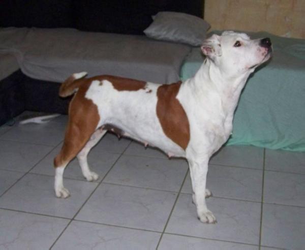 babylone de la pierre du diable