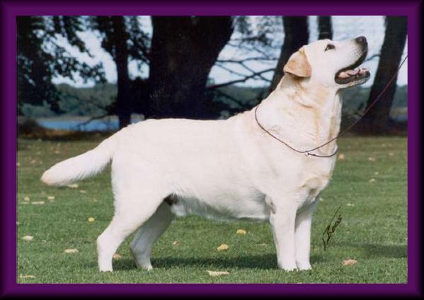 Smart Fellows Four Leaf Clover