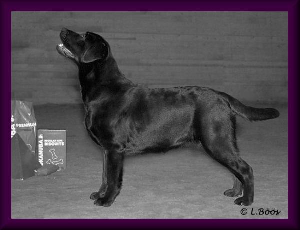 CH SW Smart Fellow´s Speak For Itself