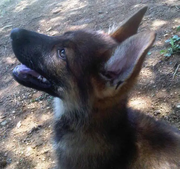 Podolsky De Las Jotas