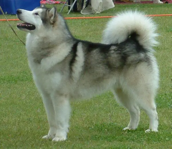 Cedarcreek Delta Force