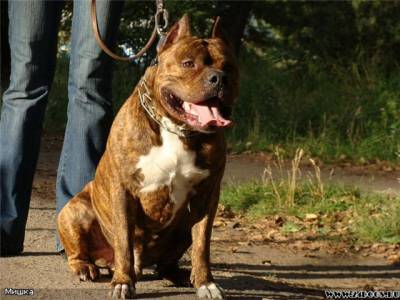 JCH RUS,CH RUS Coffee Cappuccino