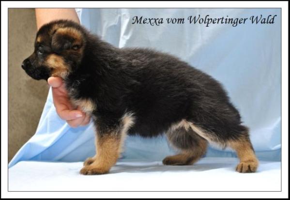 Mexxa vom Wolpertinger Wald