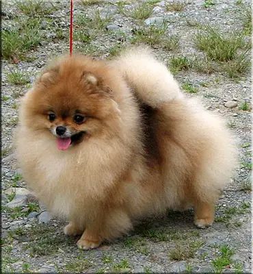 BIS CH/CAN/RUS CH. Damascusroad Heidi By The Sea