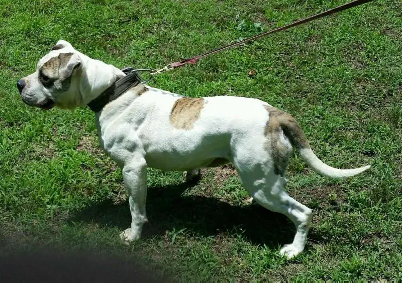 York's Linked Up of Holman