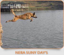 CAC,CACIB,BOB, CHSRB Nera Suny Day's