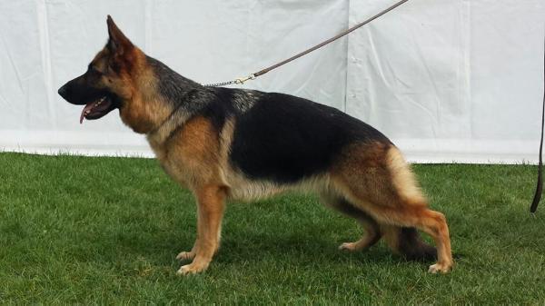 Zentrum's Yanka at Clynalwin JW