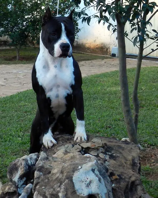 Amstaff Camarilha Precious Agatha