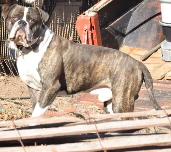 Tatanka Iyotanka of BullyBadass's aka Sitting Bull