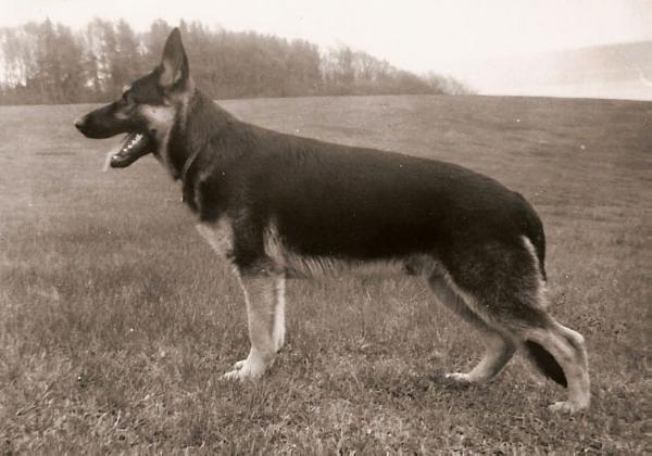 Astor (Friis) DK19981/71