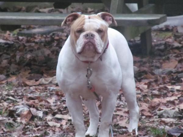 Devilles precious iron city