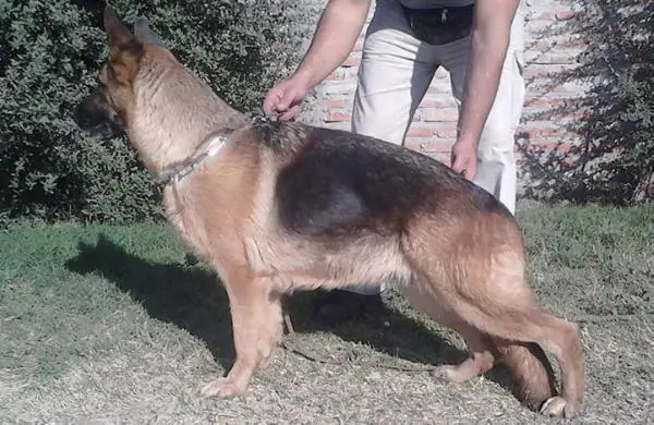 Yara von Haus Bancrof