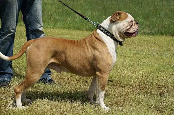 KBH Bouncer