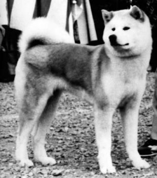 Tochi No Miyako Go Miyako Kensha