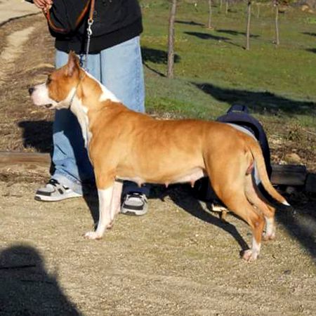 CH Thunder Bully Hollywood