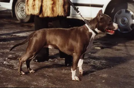 Mantikora Rose Blue Alfa