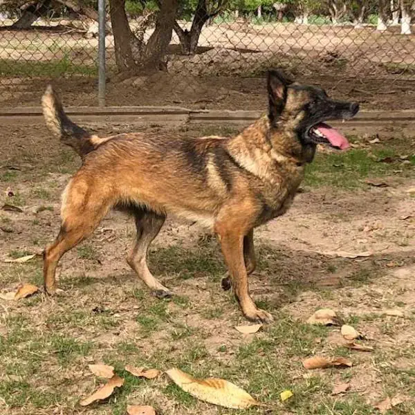 Haskja de Beschermengel