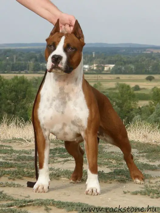 SRB CH Yedoma Rockstone