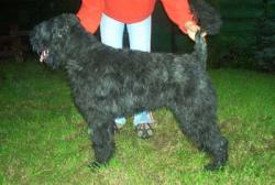 PLCH Kiruna For Chucho v. Bouvier Topline