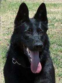 SG Gucci vom Wolfsfriede