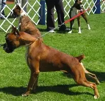 CH. Brigante del Colle del Infinito