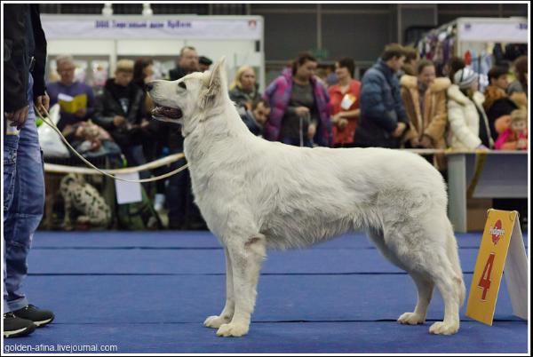 Baltic Beauty Impending Victory