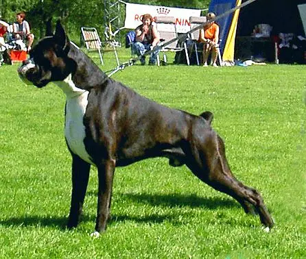 Tenzig des Courtillieres