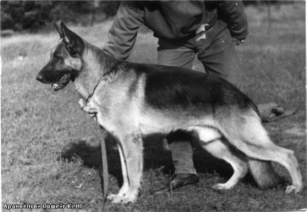 V Aranyvölgyi-Örseg King