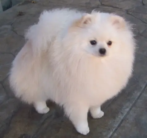 Furrycreek's Triumph of Martin