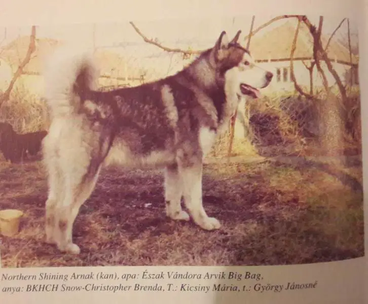 Northern Shining Arnak