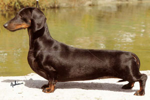 CH Galadachs Mindy of Nikobar