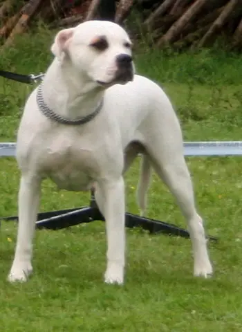 ABNA Champion White Clowns Cleopatra