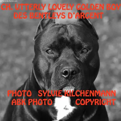 CH Utterly Lovely Golden Boy des Bentleys d'Argent
