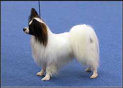 Caratoot`s Complete Coronation