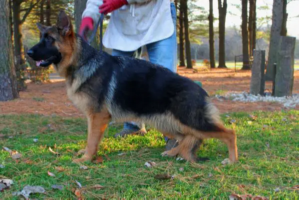 Quezi vom Mittelwest