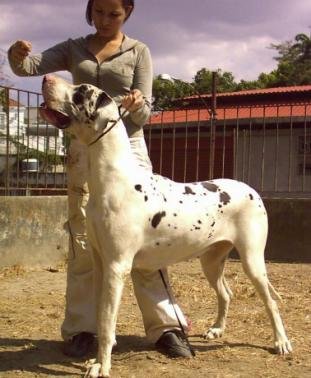 Liberator's Vie Destiny