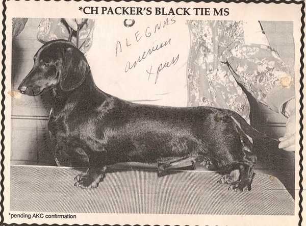 AM CH Packer's Black Tie Affair MS