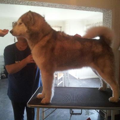 SE W-03  SE W-11 Silent Ridge Amchitka