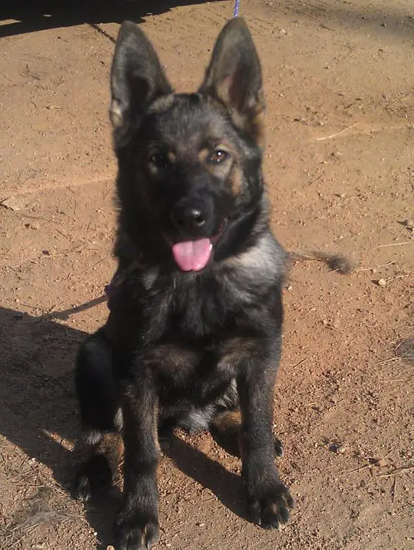 Nani Koa vom Adelhertz